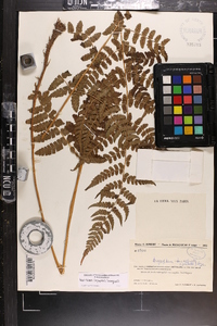 Dryopteris inaequalis image