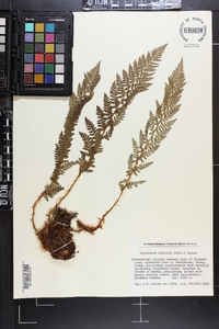 Dryopteris mindshelkensis image