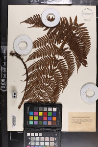 Dryopteris erythrosora image