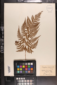 Dryopteris sacrosancta image