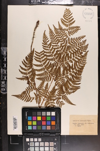 Dryopteris sacrosancta image