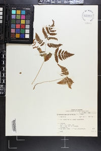 Gymnocarpium dryopteris image