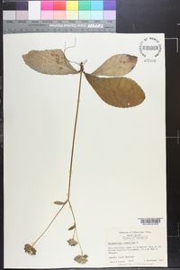 Elephantopus tomentosus image