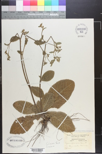 Elephantopus tomentosus image