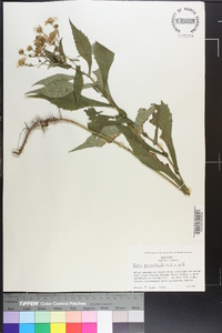 Symphyotrichum prenanthoides image
