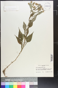 Symphyotrichum prenanthoides image