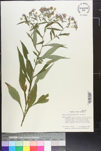 Symphyotrichum prenanthoides image