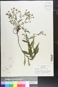 Symphyotrichum prenanthoides image