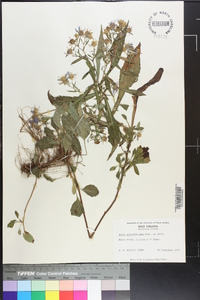 Symphyotrichum prenanthoides image