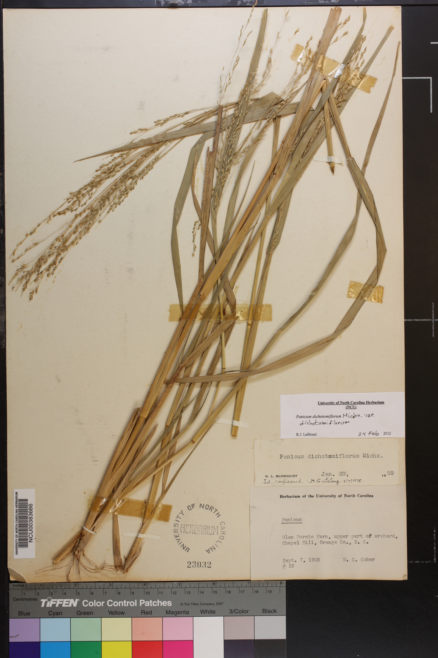Panicum dichotomiflorum var. dichotomiflorum image