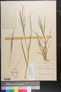 Panicum dichotomiflorum var. dichotomiflorum image