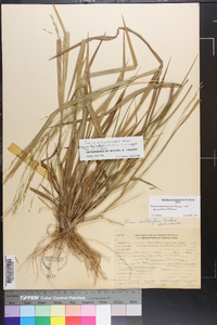 Panicum dichotomiflorum var. dichotomiflorum image