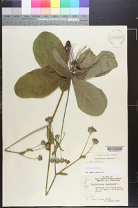 Elephantopus tomentosus image