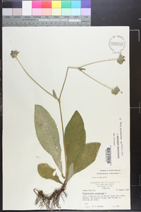 Elephantopus tomentosus image