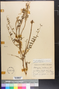 Astragalus canadensis image