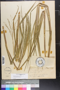 Panicum dichotomiflorum var. dichotomiflorum image