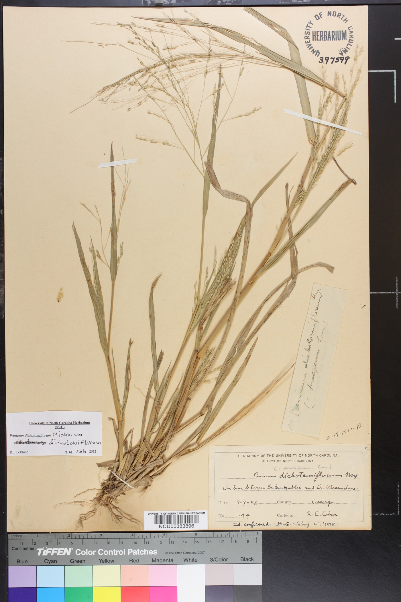 Panicum dichotomiflorum var. dichotomiflorum image