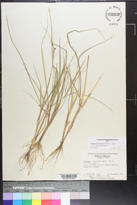 Panicum dichotomiflorum var. dichotomiflorum image