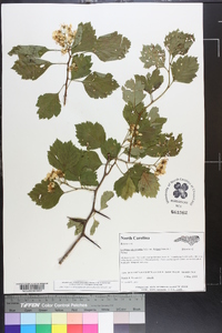 Crataegus chrysocarpa image