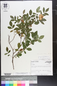 Rosa carolina subsp. carolina image