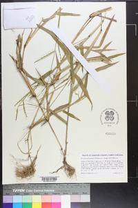 Urochloa platyphylla image