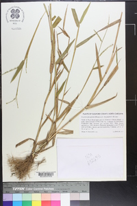 Urochloa platyphylla image