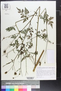 Bidens bipinnata image