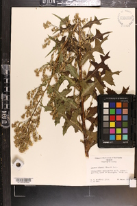 Lactuca biennis image