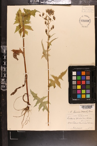 Lactuca biennis image