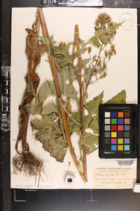 Lactuca biennis image