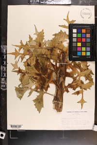 Lactuca biennis image