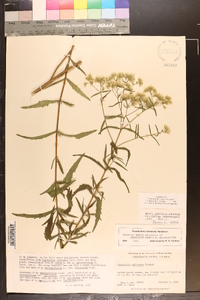 Eupatorium altissimum image