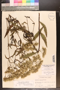 Eupatorium altissimum image