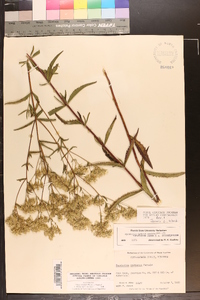 Eupatorium altissimum image