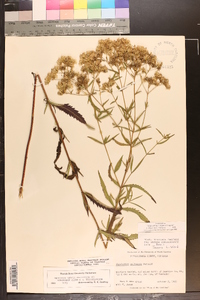 Eupatorium altissimum image