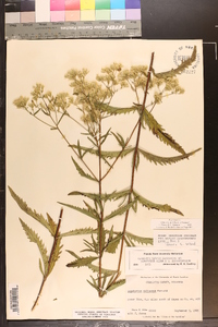 Eupatorium altissimum image