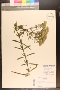 Eupatorium altissimum image