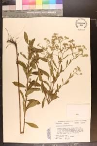 Eupatorium semiserratum image