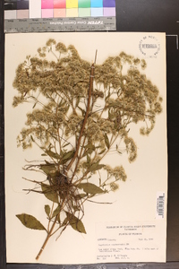 Eupatorium semiserratum image