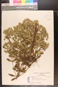 Eupatorium semiserratum image