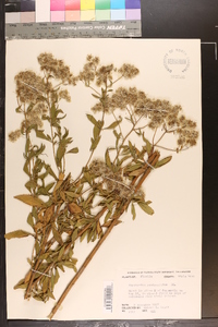 Eupatorium semiserratum image