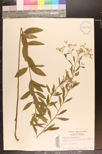 Eupatorium semiserratum image