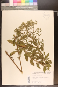 Eupatorium semiserratum image