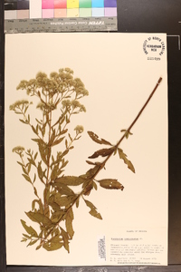 Eupatorium semiserratum image