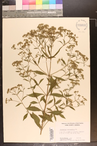 Eupatorium semiserratum image