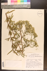 Eupatorium semiserratum image