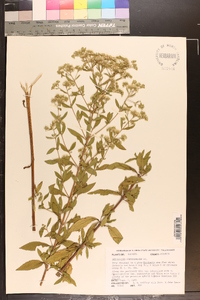 Eupatorium semiserratum image