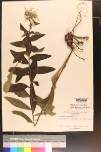 Silphium radula image