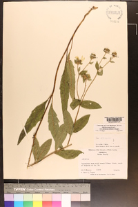 Silphium asteriscus var. dentatum image