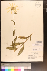 Silphium asteriscus image